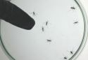 Investigadores del Cinvestav buscan atacar la infección del dengue mediante fármacos indicados para el control del colesterol