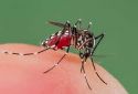 Estudian interacción del virus del dengue y células de mosquito para entender la enfermedad