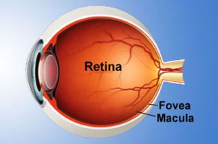 La importancia de una molécula en el correcto funcionamiento de la retina