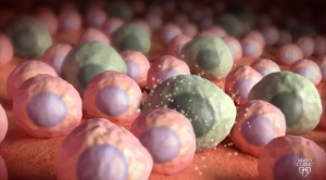 Medicamentos que matan células “zombies” pueden beneficiar a algunas mujeres mayores, pero no a todas: señala estudio de Mayo Clinic