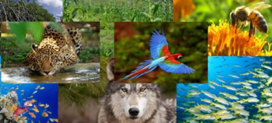 Publica NATURE artículo de investigadora de la UNAM sobre plataforma que reúne a mil científicos pro biodiversidad