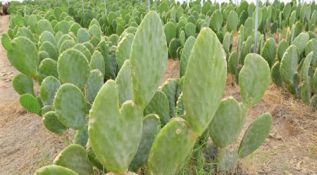 Urge Denominación de Origen del nopal para evitar lo patenten otros países como pretende China: FNIHMATN