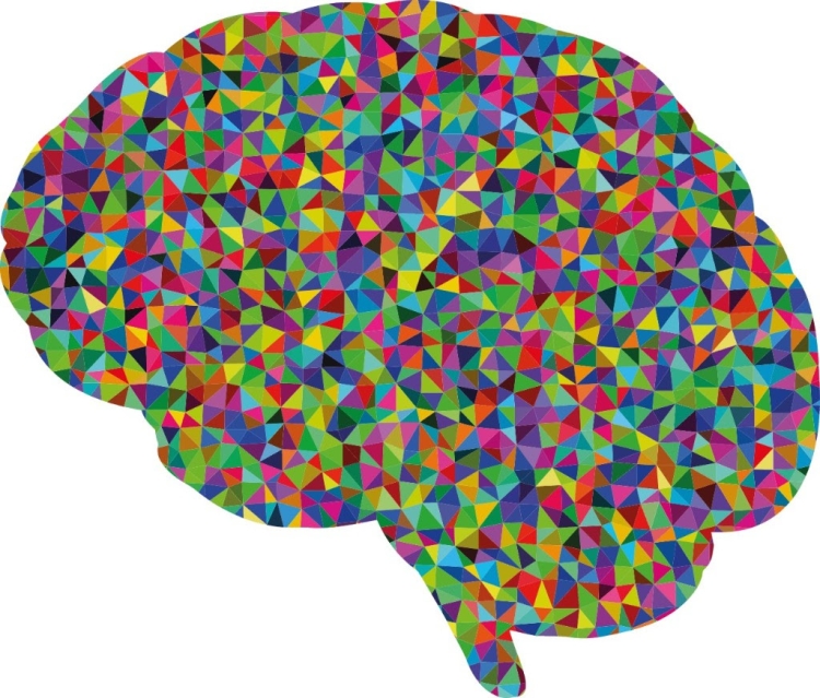 Concluyen el Proyecto Cerebro Humano