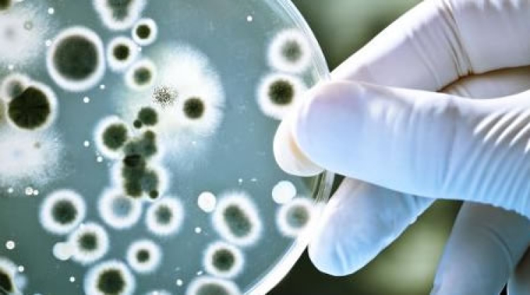 Cuidar de las bacterias benéficas del intestino para evitar problemas cognitivos, expertos del Cinvestav