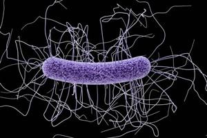 Cáncer y enfermedades cardiovasculares, respiratorias o renales aumentan riesgo de muerte por Clostridium difficile
