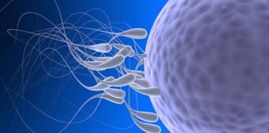 Micro-TESE identifica zonas donde se hay espermatozoides, logran primer embarazo con esta técnica