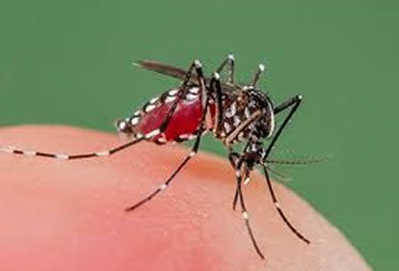 En esta temporada de lluvias, el dengue es un peligro   
