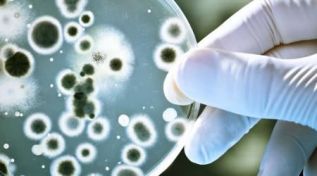 Investigadores del Cinvestav, con secuenciación genética vigilan transición de bacteria como posible agente infeccioso