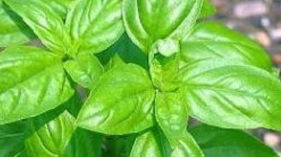 Investigadores del Cinvestav analizan propiedades de la albahaca para infecciones cutáneas y cicatrizar heridas
