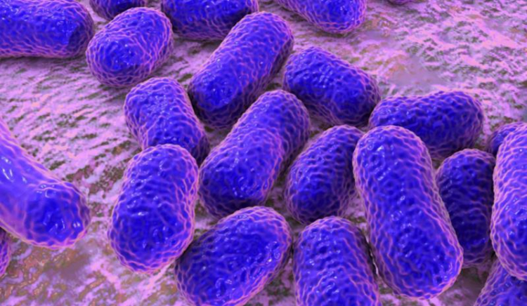 Bacteria Acinetobacter baumannii podría causante de provocar la muerte a pacientes que están en terapia intensiva