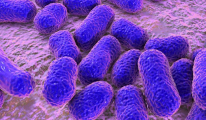 Bacteria Acinetobacter baumannii podría causante de provocar la muerte a pacientes que están en terapia intensiva
