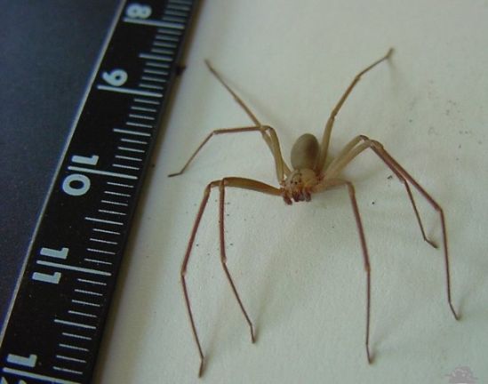 Investigadores mexicanos innovan antiveneno para neutralizar toxina de araña violinista