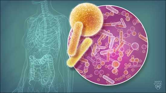 Microbiota un aliado para tener un organismo sano