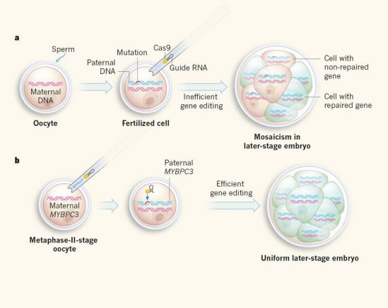 Avanza la edición del genoma hacia células adultas