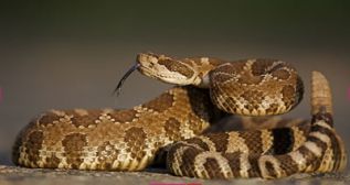 Mordeduras de serpiente un problema de salud pública en el mundo: OMS 