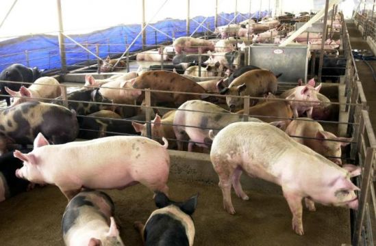 Pese al arancel del 20% a la carne proveniente de EU, continúa ingresando al país; advierten porcicultores