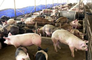 Pese al arancel del 20% a la carne proveniente de EU, continúa ingresando al país; advierten porcicultores