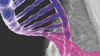 Por un gen de herencia maya y española, la mujer latina es más propensa a desarrollar cáncer de mama y cáncer de ovario
