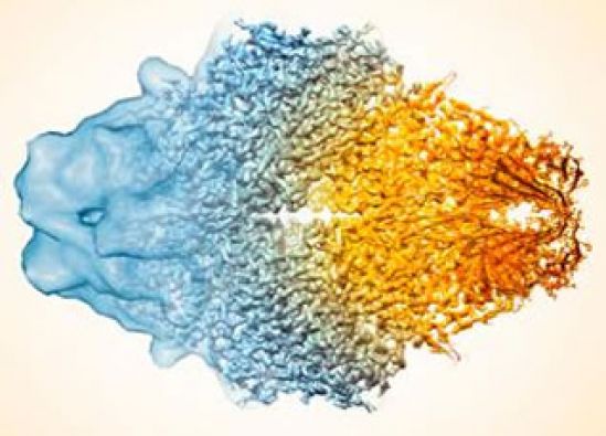Criomicroscopía electrónica: una revolución en la biología molecular