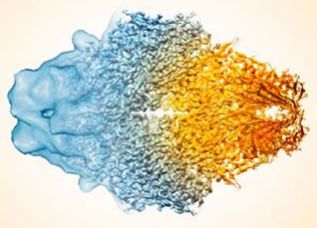 Criomicroscopía electrónica: una revolución en la biología molecular