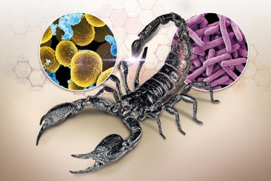 Descubren en veneno del alacrán antibiótico contra la tuberculosis