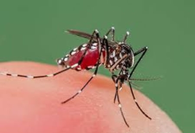 En México el dengue va en aumento: 433% se incrementaron los casos durante 2023