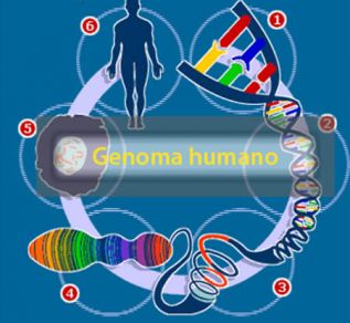 La Historia de las Poblaciones Humanas a través del estudio del genoma 