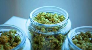 En México más de 300 pacientes usan aceite de cannabis para tratar epilepsia, neuropatía diabética y cáncer