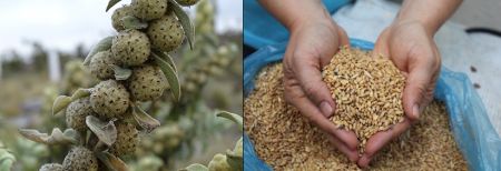 En México se conoce poco sobre el potencial de las plantas de uso tradicional