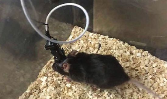 Miden ritmo cerebral en roedores para entender la conducta de ingesta