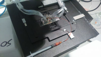 Microchip diseñado por el CINVESTAV permite identificar anticuerpos a SARS-CoV-2 en media hora y a bajo costo